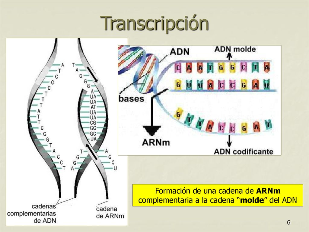 Transcripción Formación de una cadena de ARNm complementaria a la cadena molde del ADN
