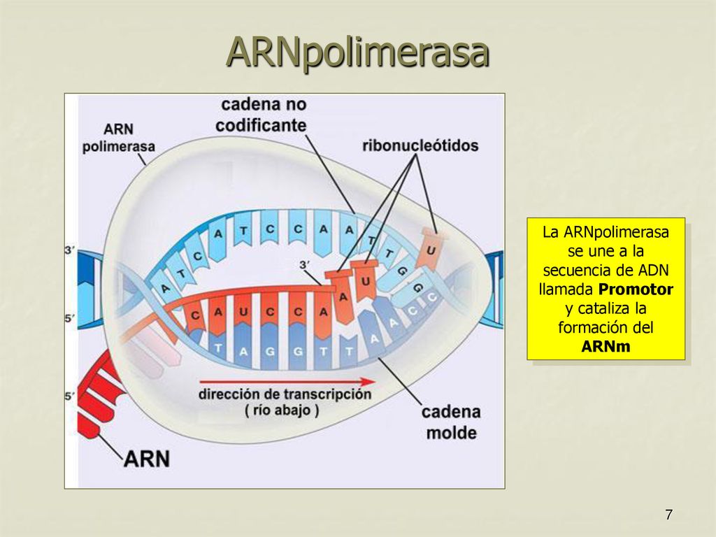 ARNpolimerasa La ARNpolimerasa se une a la secuencia de ADN llamada Promotor y cataliza la formación del ARNm.
