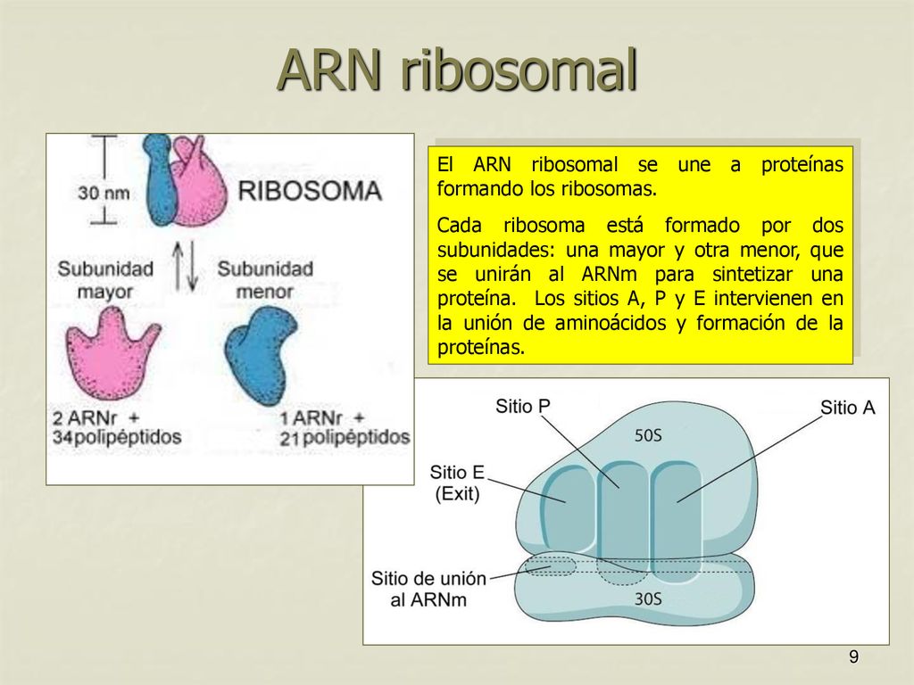 ARN ribosomal El ARN ribosomal se une a proteínas formando los ribosomas.