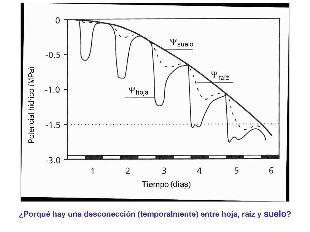 ¿Porqué hay una desconección (temporalmente) entre hoja, raíz y suelo