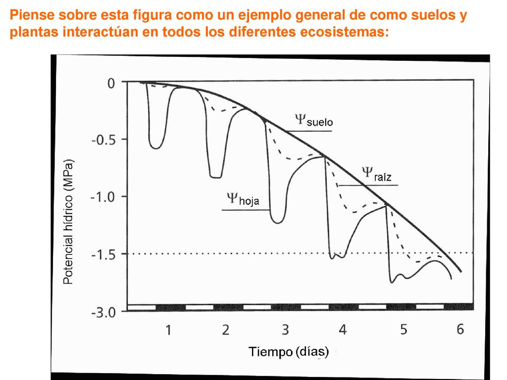 Piense sobre esta figura como un ejemplo general de como suelos y plantas interactúan en todos los diferentes ecosistemas: