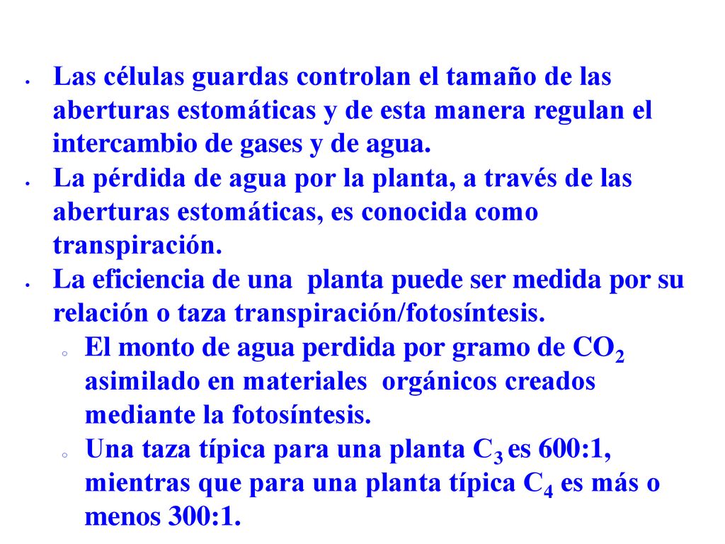 Las células guardas controlan el tamaño de las aberturas estomáticas y de esta manera regulan el intercambio de gases y de agua.