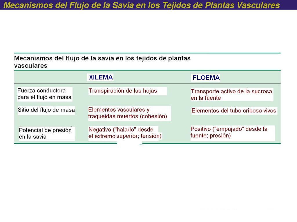 Mecanismos del Flujo de la Savia en los Tejidos de Plantas Vasculares