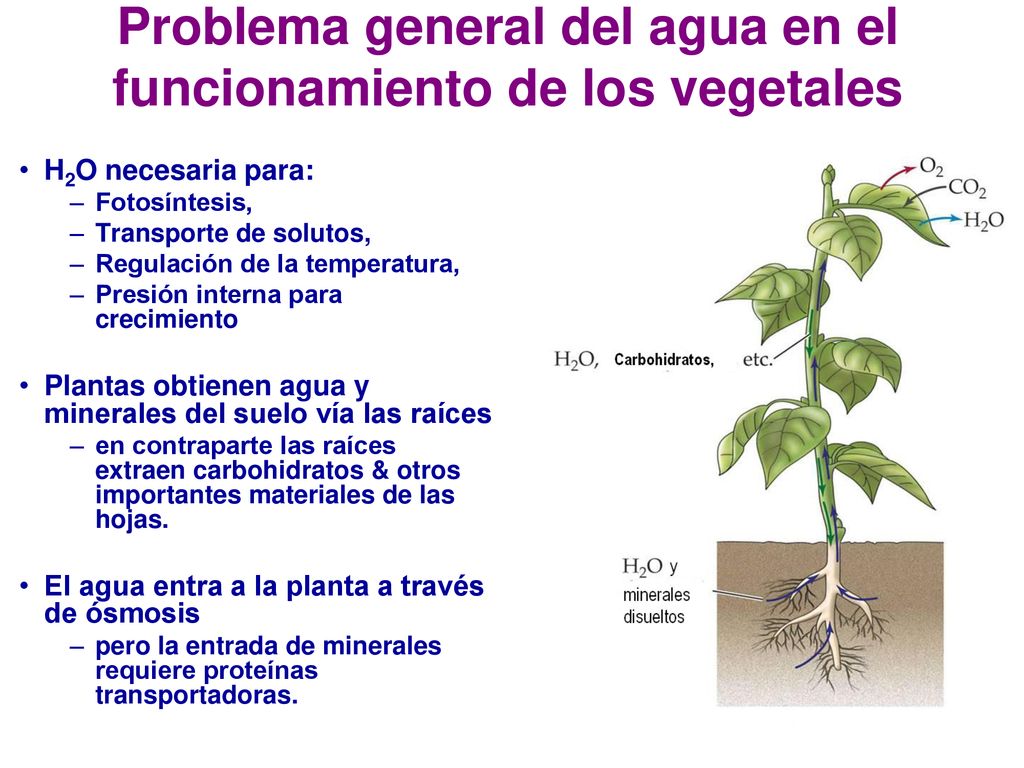 Problema general del agua en el funcionamiento de los vegetales