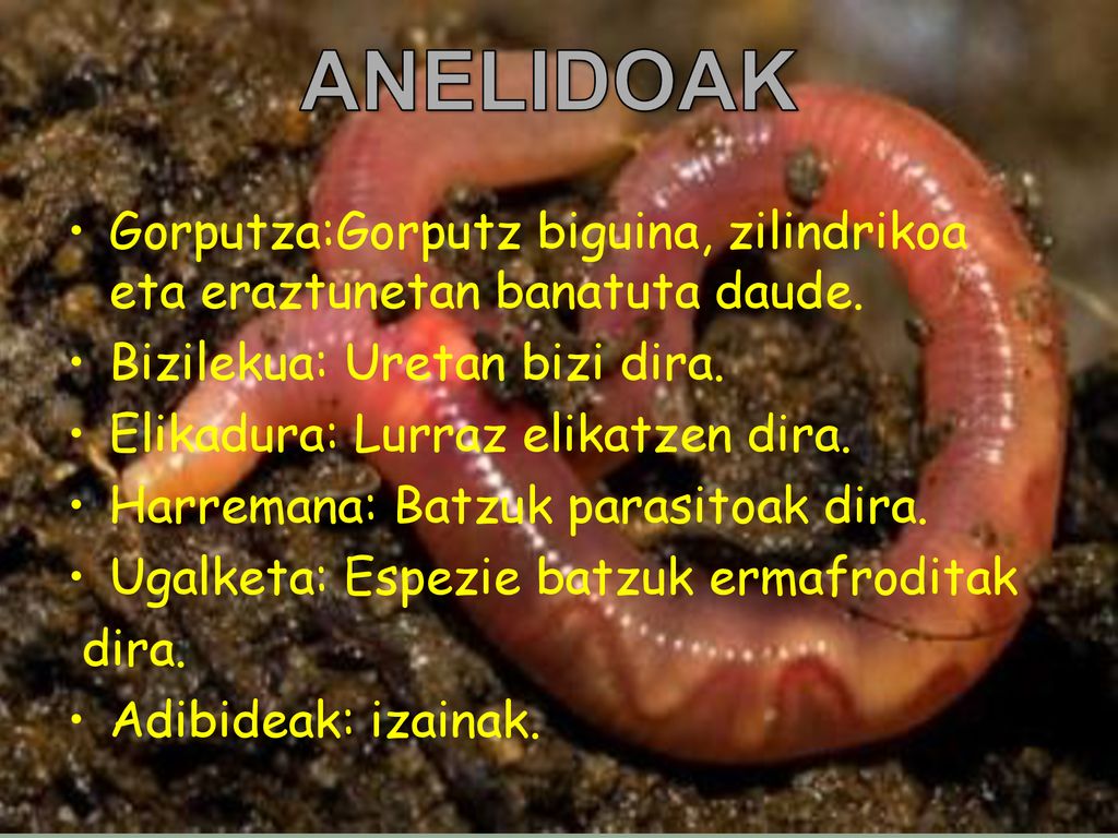 ANELIDOAK Gorputza:Gorputz biguina, zilindrikoa eta eraztunetan banatuta daude. Bizilekua: Uretan bizi dira.