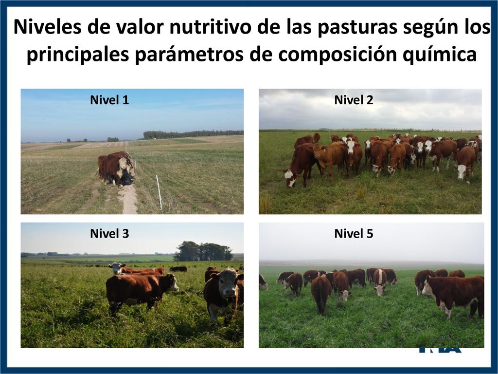 Niveles de valor nutritivo de las pasturas según los principales parámetros de composición química