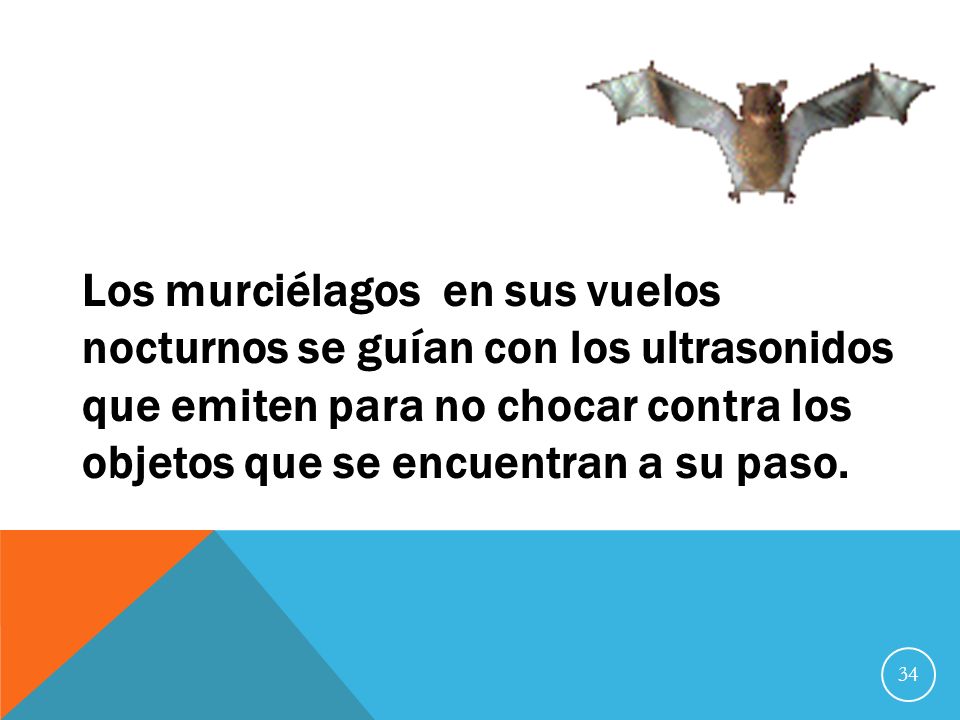 Los murciélagos en sus vuelos nocturnos se guían con los ultrasonidos que emiten para no chocar contra los objetos que se encuentran a su paso.
