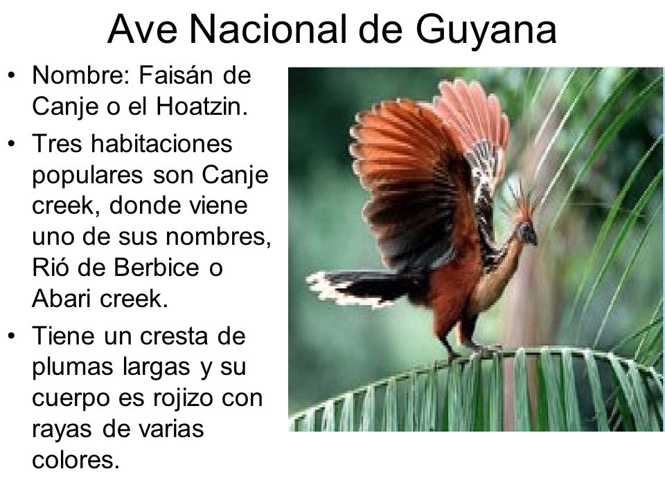 Ave Nacional de Guyana Nombre: Faisán de Canje o el Hoatzin.