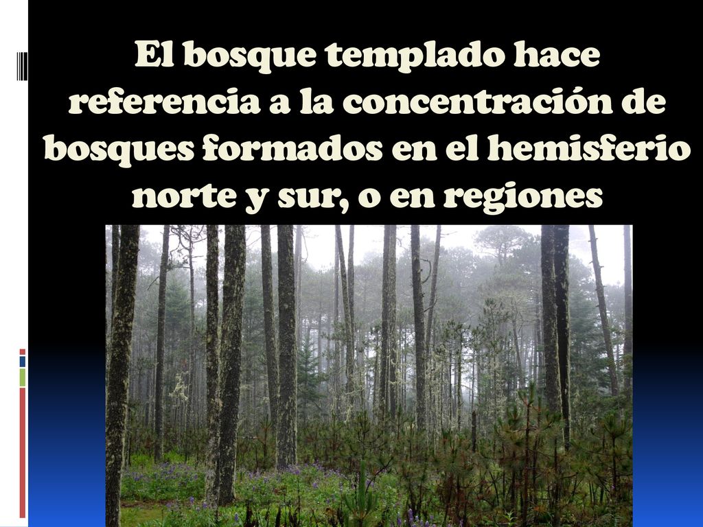 El bosque templado hace referencia a la concentración de bosques formados en el hemisferio norte y sur, o en regiones templadas.