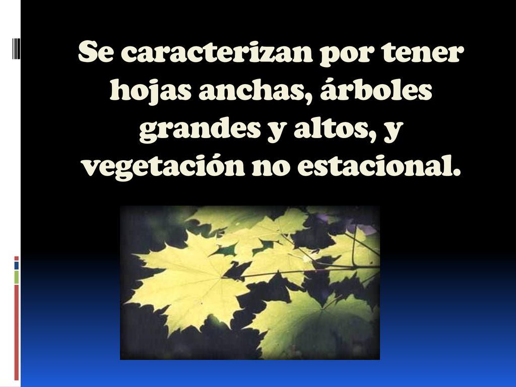 Se caracterizan por tener hojas anchas, árboles grandes y altos, y vegetación no estacional.
