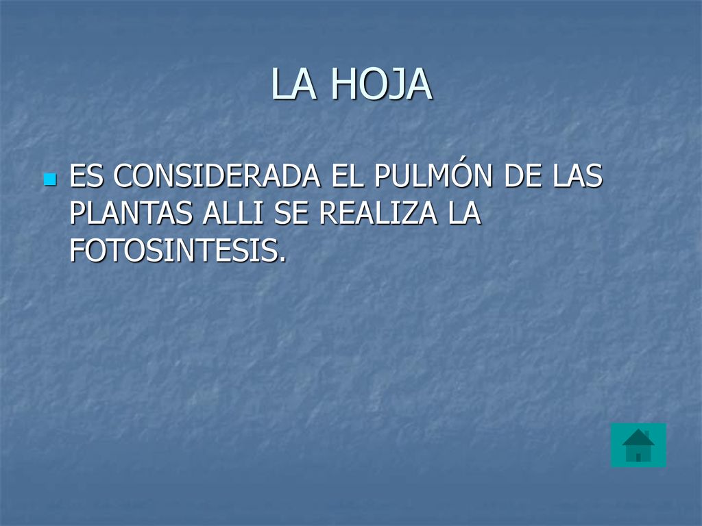 LA HOJA ES CONSIDERADA EL PULMÓN DE LAS PLANTAS ALLI SE REALIZA LA FOTOSINTESIS.