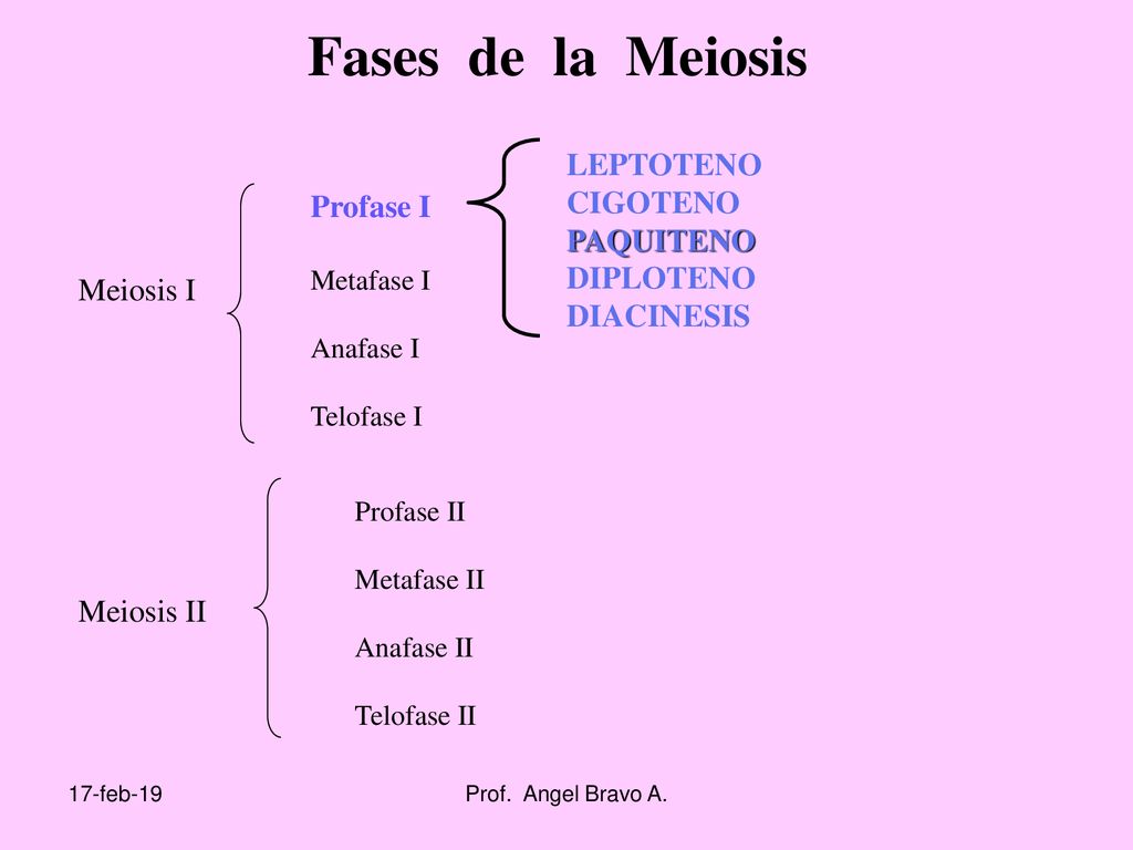 Fases de la Meiosis LEPTOTENO CIGOTENO PAQUITENO Profase I DIPLOTENO