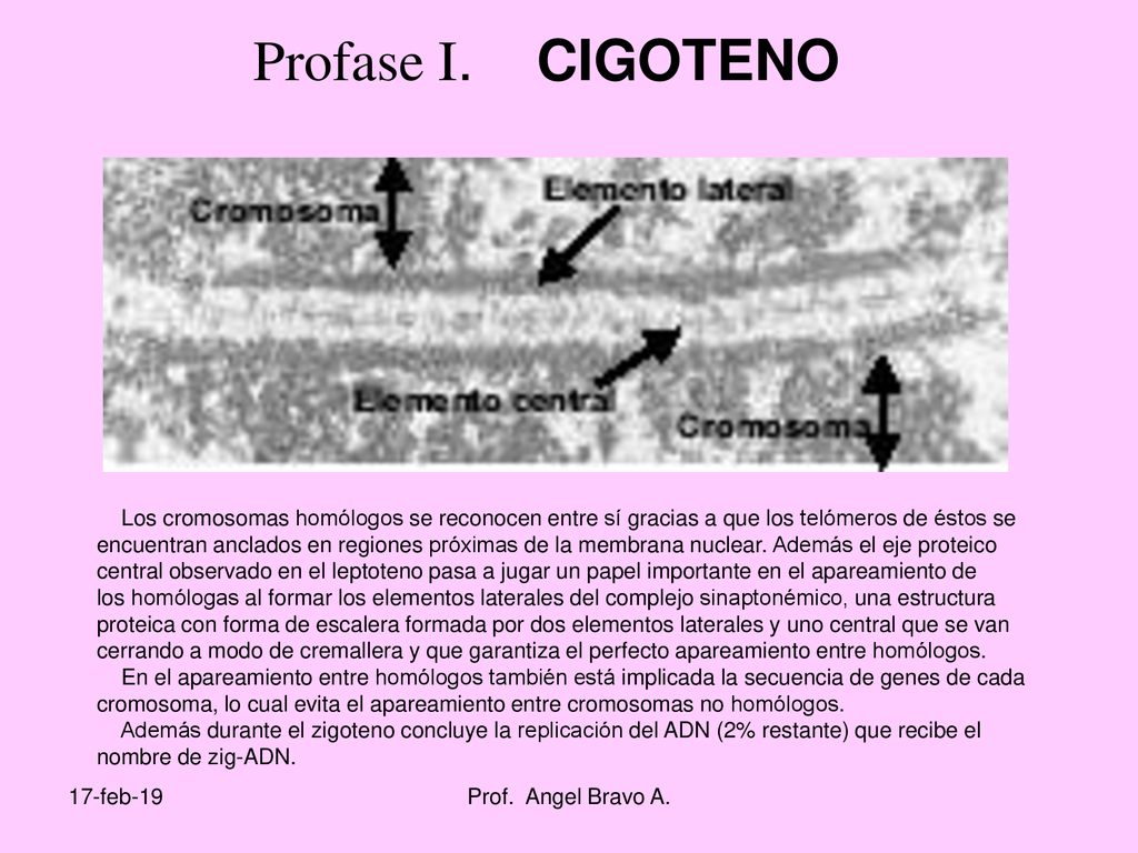 Profase I. CIGOTENO Los cromosomas homólogos se reconocen entre sí gracias a que los telómeros de éstos se.
