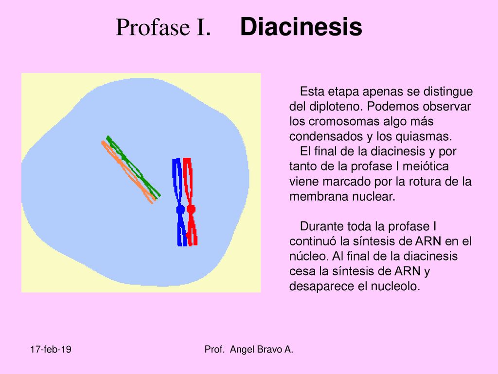 Profase I. Diacinesis Esta etapa apenas se distingue del diploteno. Podemos observar los cromosomas algo más condensados y los quiasmas.