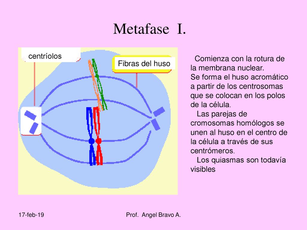 Metafase I. centríolos Comienza con la rotura de la membrana nuclear.