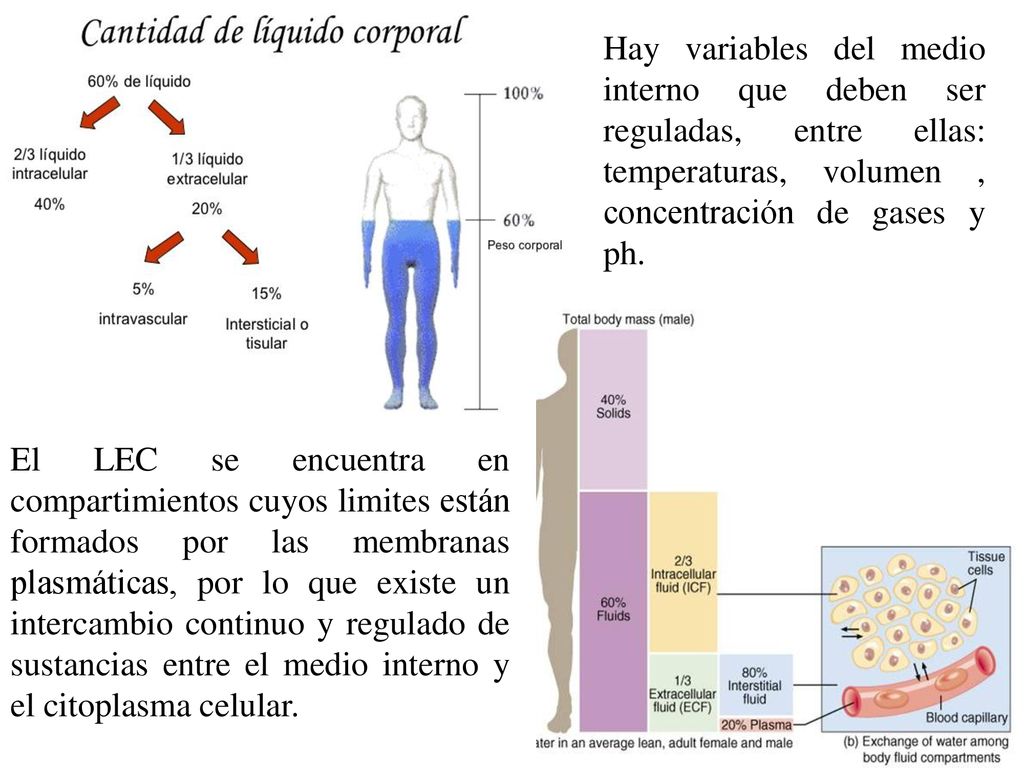 Hay variables del medio interno que deben ser reguladas, entre ellas: temperaturas, volumen , concentración de gases y ph.