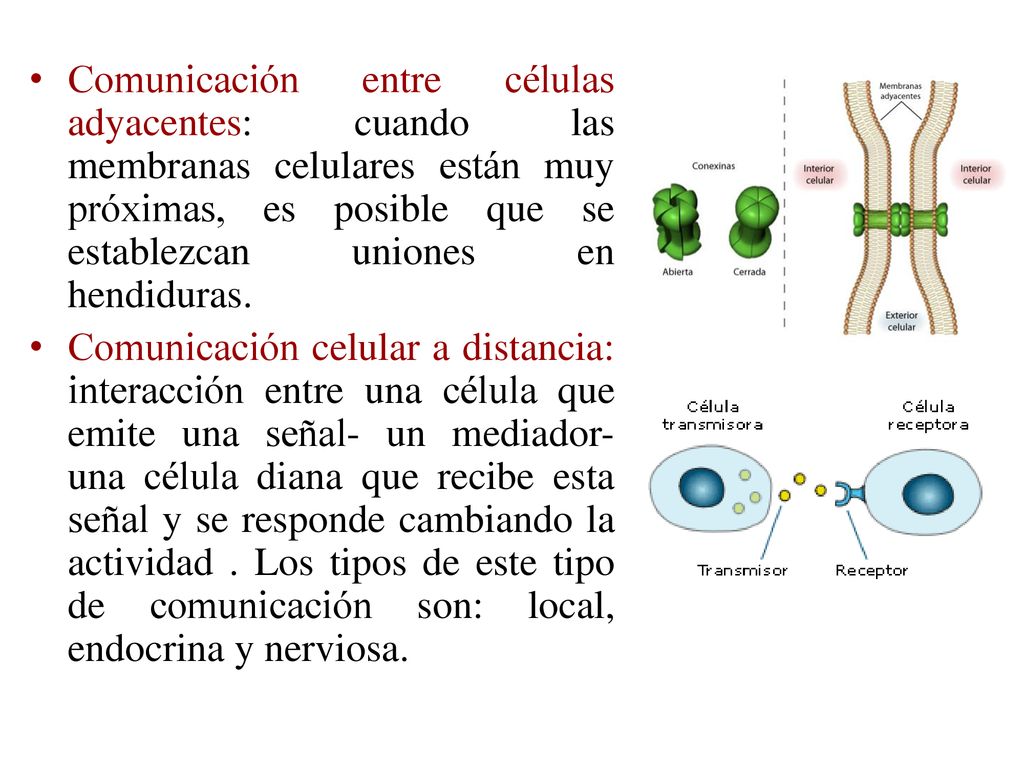 Comunicación entre células adyacentes: cuando las membranas celulares están muy próximas, es posible que se establezcan uniones en hendiduras.
