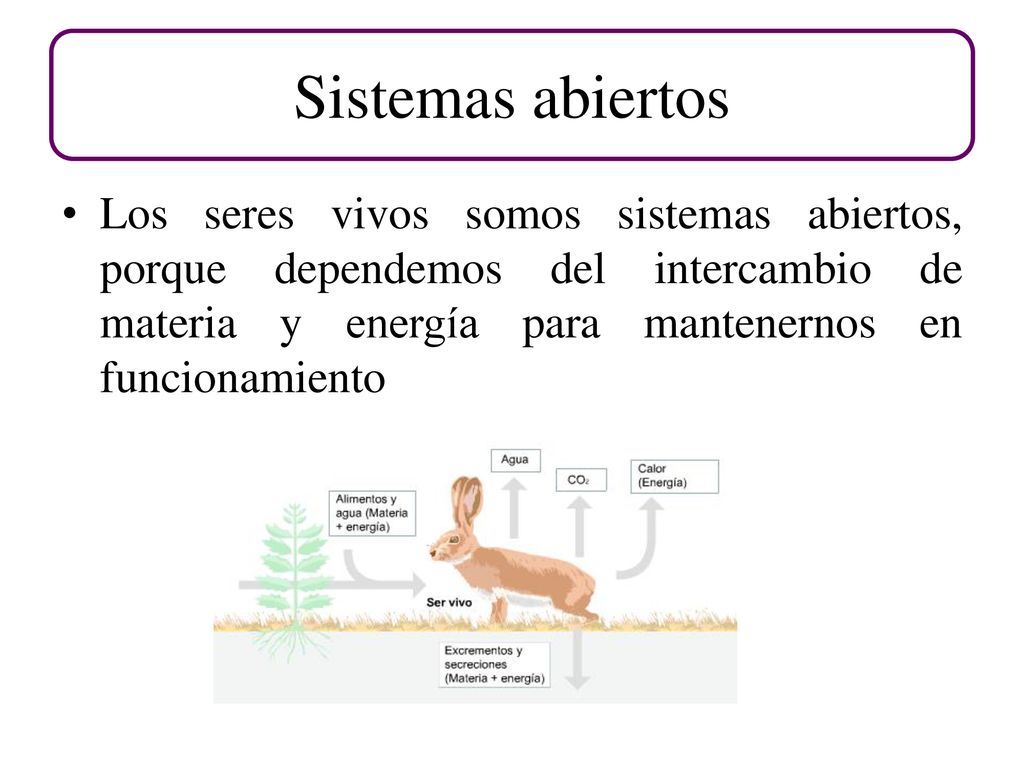 Sistemas abiertos Los seres vivos somos sistemas abiertos, porque dependemos del intercambio de materia y energía para mantenernos en funcionamiento.