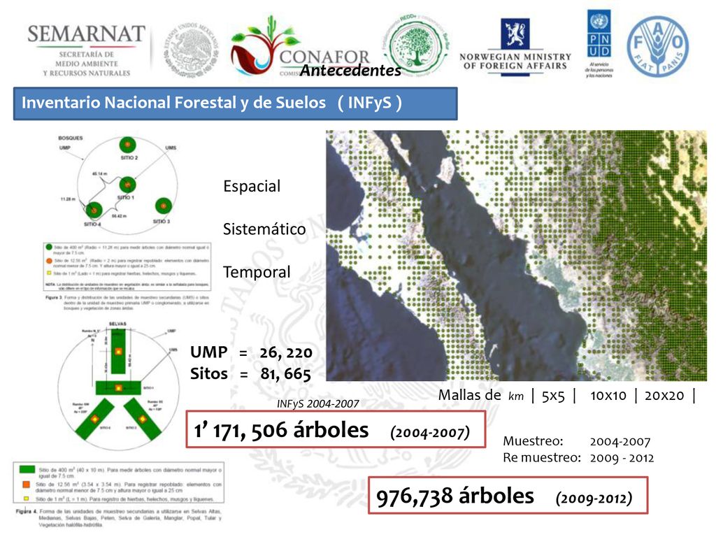 1’ 171, 506 árboles ( ) 976,738 árboles ( )