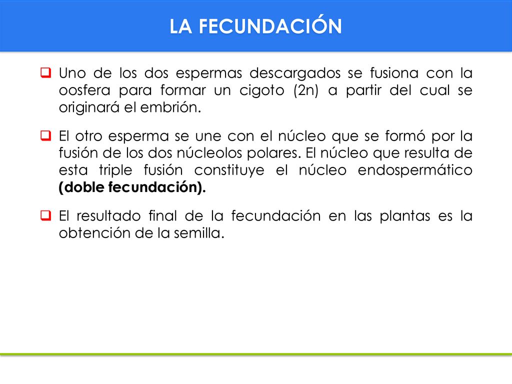 LA FECUNDACIÓN Uno de los dos espermas descargados se fusiona con la oosfera para formar un cigoto (2n) a partir del cual se originará el embrión.