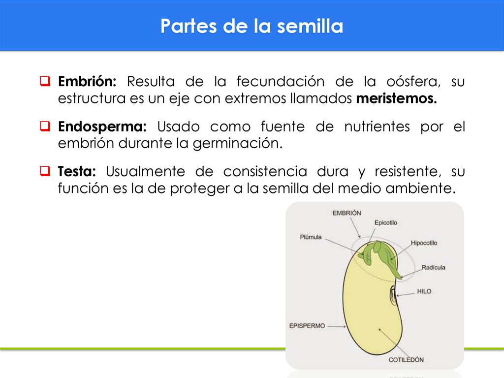 Partes de la semilla Embrión: Resulta de la fecundación de la oósfera, su estructura es un eje con extremos llamados meristemos.
