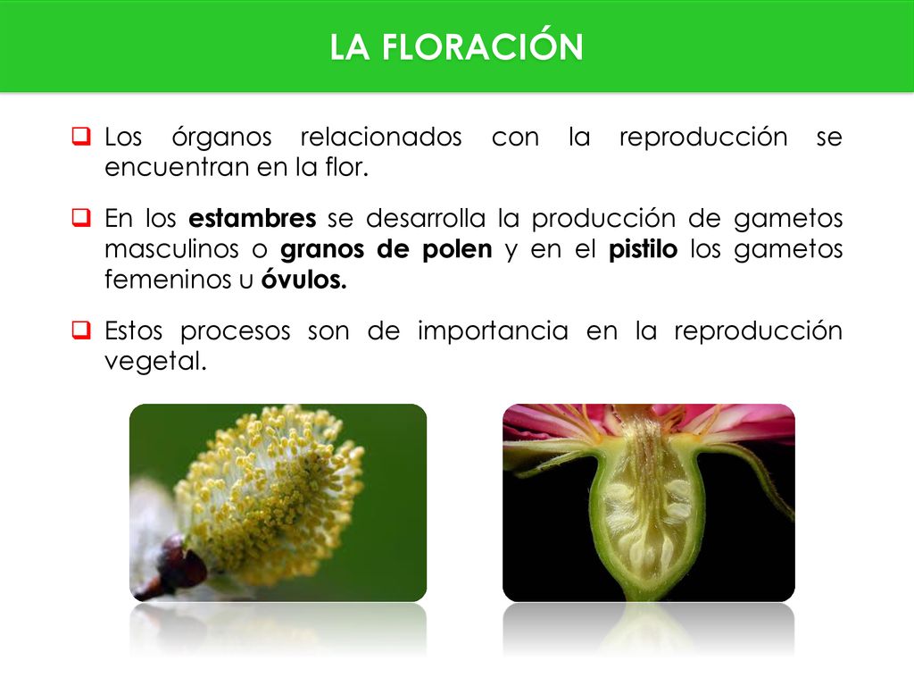 LA FLORACIÓN Los órganos relacionados con la reproducción se encuentran en la flor.
