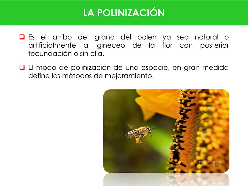LA POLINIZACIÓN Es el arribo del grano del polen ya sea natural o artificialmente al gineceo de la flor con posterior fecundación o sin ella.