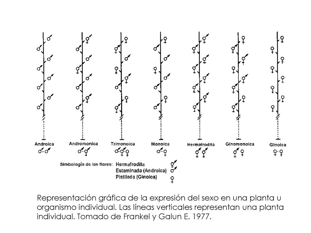 Representación gráfica de la expresión del sexo en una planta u organismo individual.