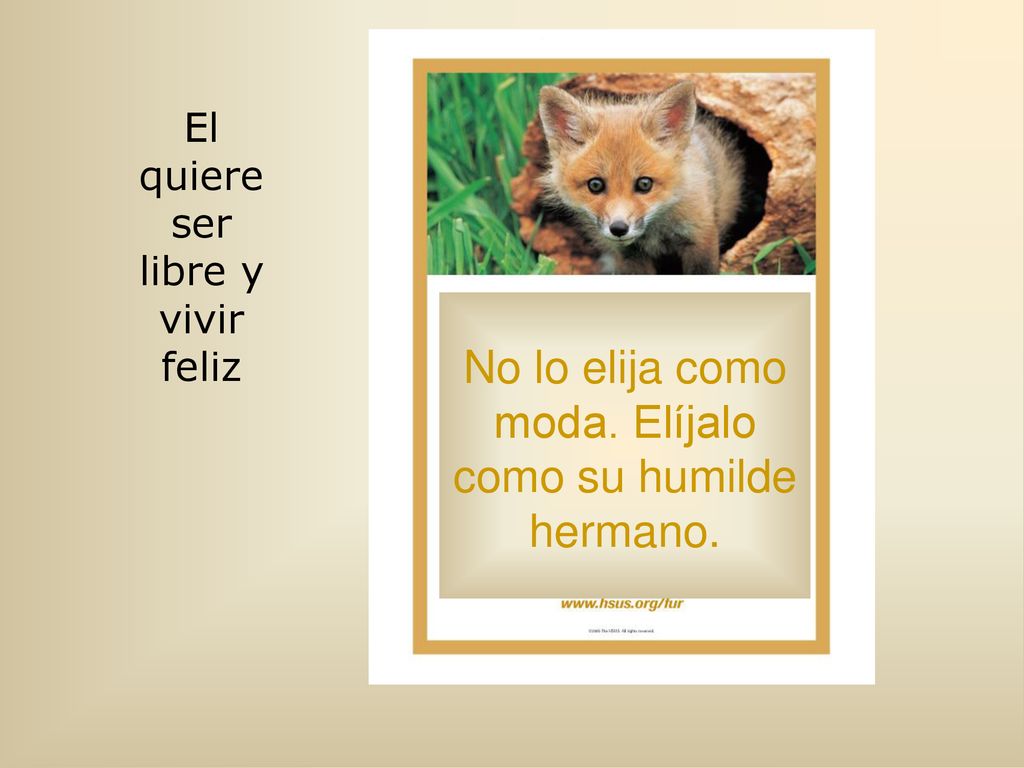 No lo elija como moda. Elíjalo como su humilde hermano.
