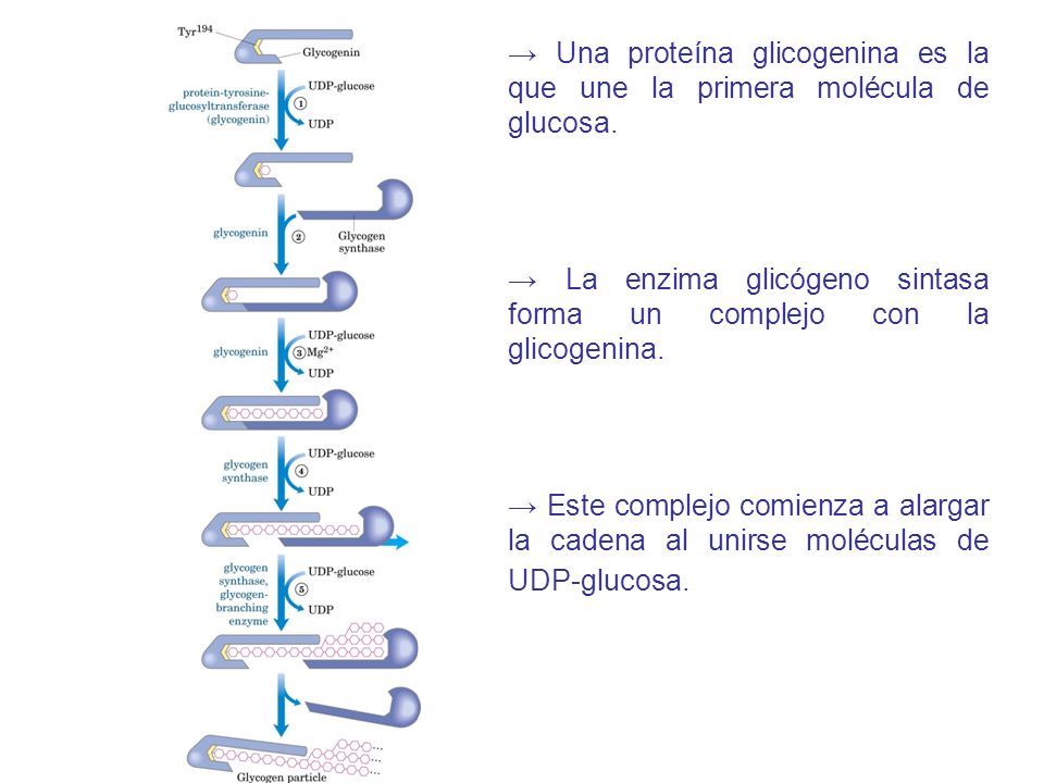 → Una proteína glicogenina es la que une la primera molécula de glucosa.