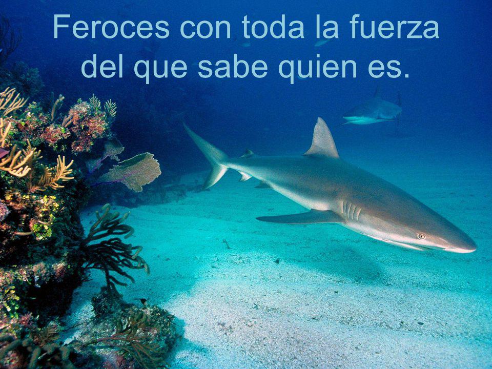 Feroces con toda la fuerza del que sabe quien es.