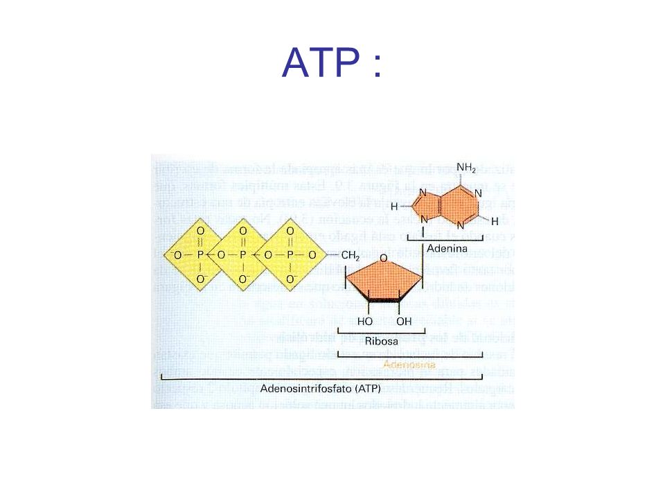 Metabolismo ppt descargar