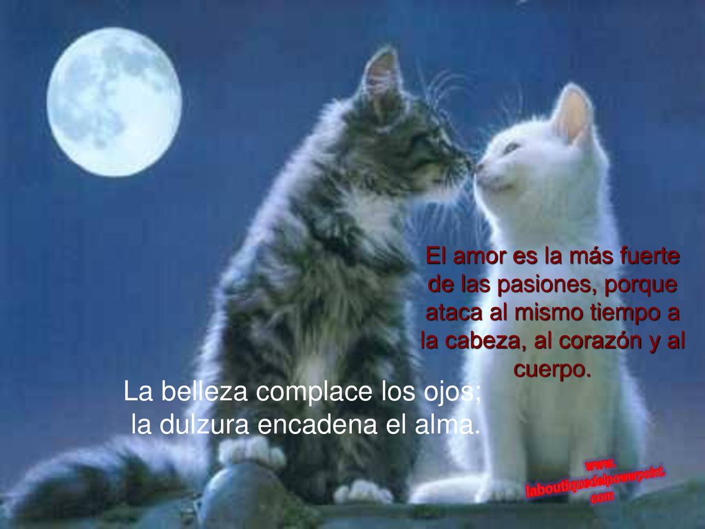 La belleza complace los ojos; la dulzura encadena el alma.
