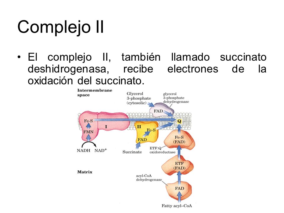 Complejo II El complejo II, también llamado succinato deshidrogenasa, recibe electrones de la oxidación del succinato.