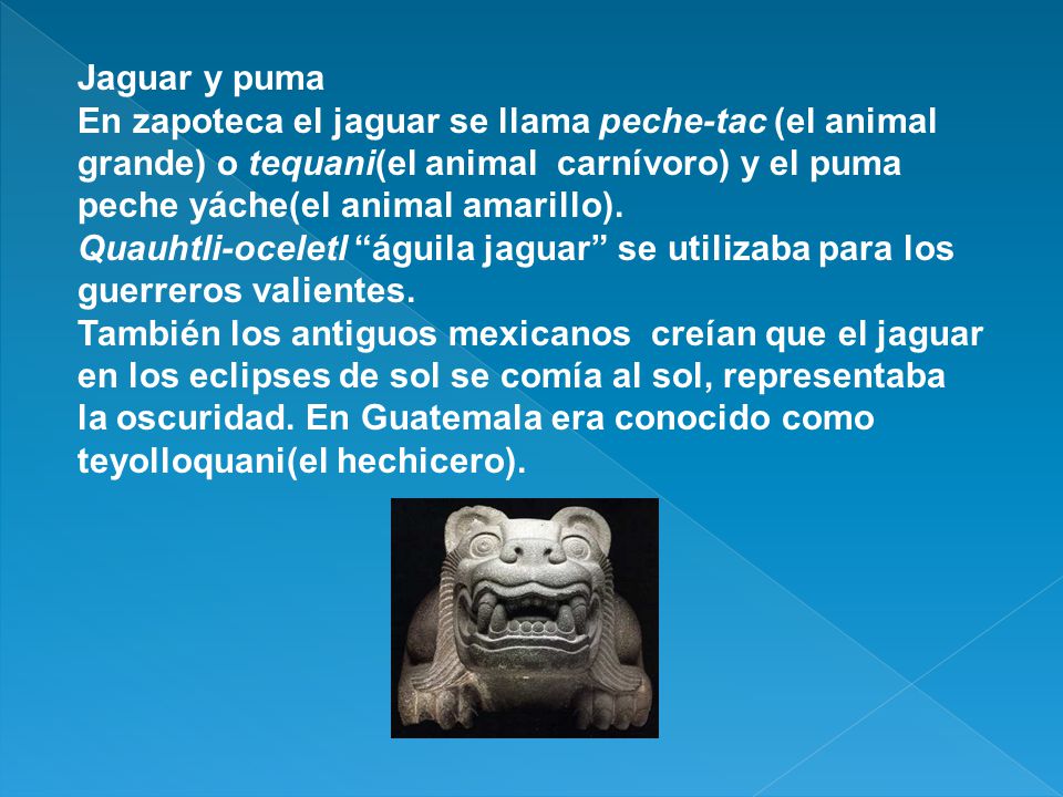 Jaguar y puma En zapoteca el jaguar se llama peche-tac (el animal grande) o tequani(el animal carnívoro) y el puma peche yáche(el animal amarillo).