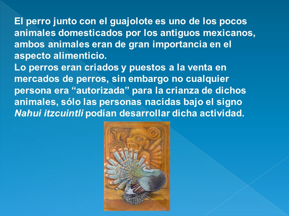 El perro junto con el guajolote es uno de los pocos animales domesticados por los antiguos mexicanos, ambos animales eran de gran importancia en el aspecto alimenticio.