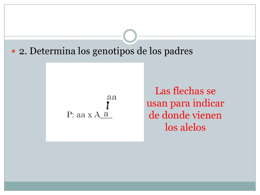 Las flechas se usan para indicar de donde vienen los alelos