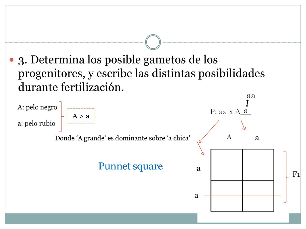 3. Determina los posible gametos de los progenitores, y escribe las distintas posibilidades durante fertilización.
