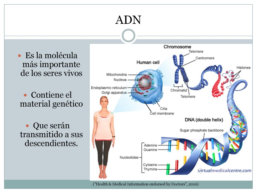ADN Es la molécula más importante de los seres vivos