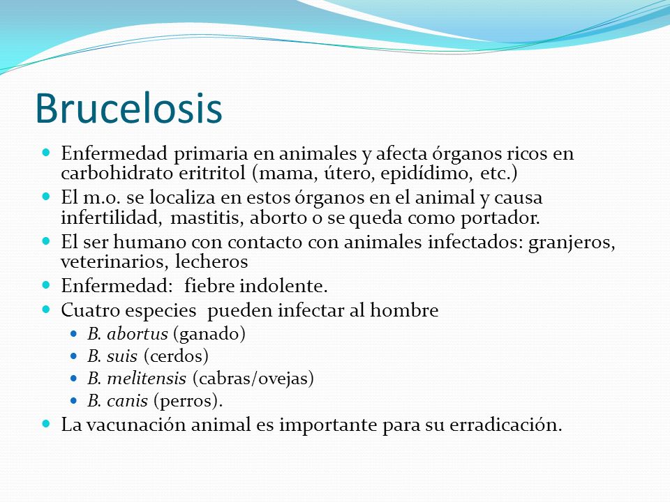Brucelosis Enfermedad primaria en animales y afecta órganos ricos en carbohidrato eritritol (mama, útero, epidídimo, etc.)