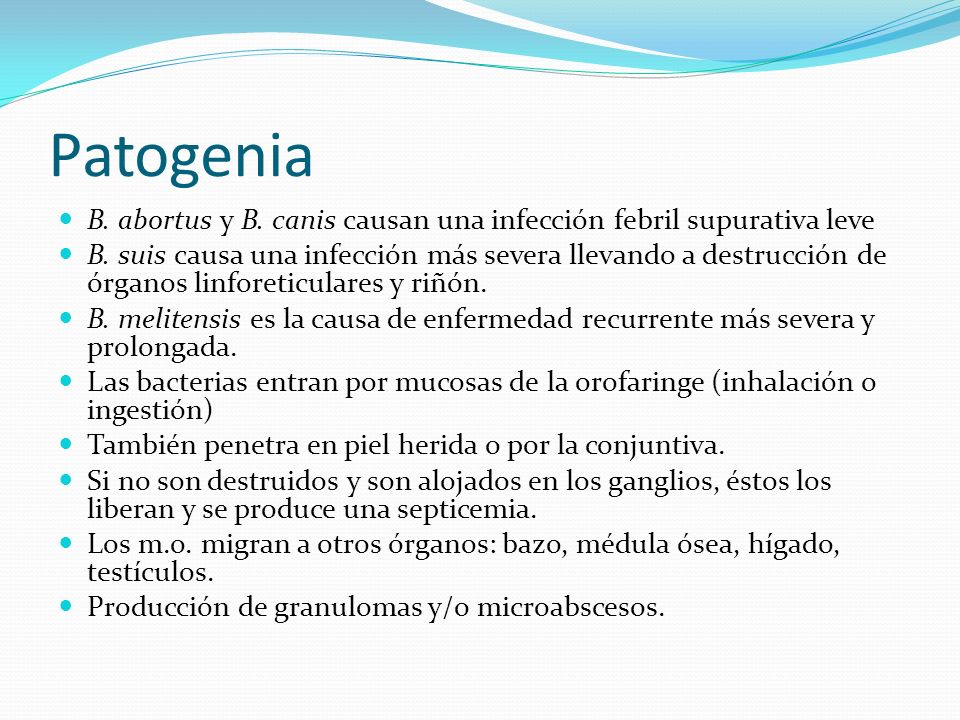 Patogenia B. abortus y B. canis causan una infección febril supurativa leve.