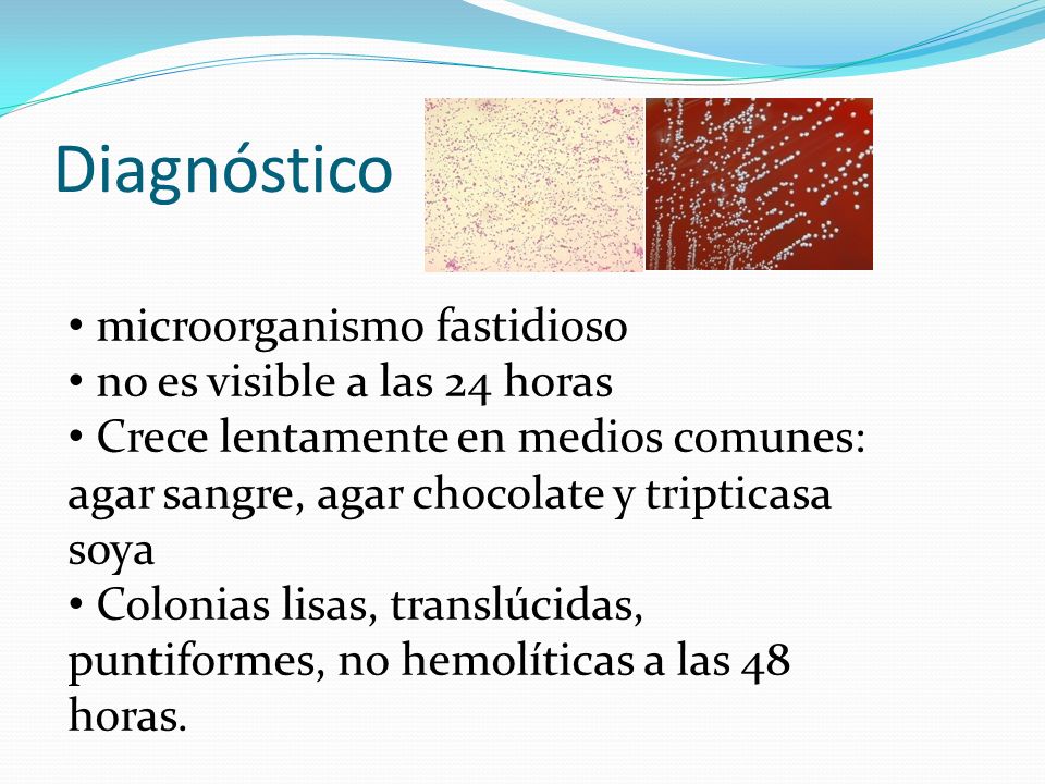 Diagnóstico microorganismo fastidioso no es visible a las 24 horas