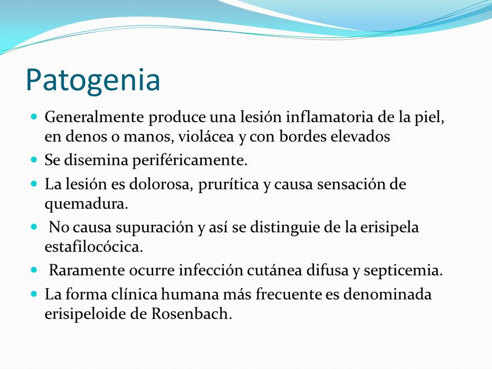 Patogenia Generalmente produce una lesión inflamatoria de la piel, en denos o manos, violácea y con bordes elevados.