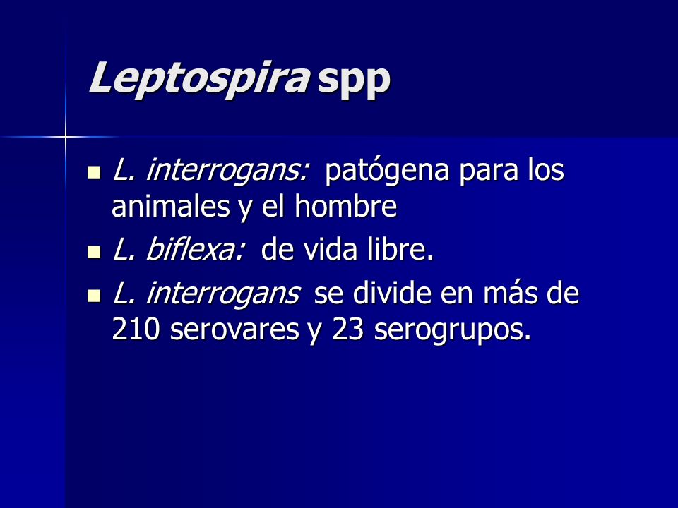 Leptospira spp L. interrogans: patógena para los animales y el hombre