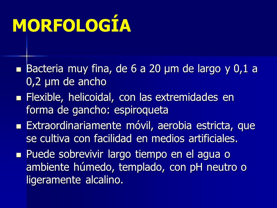 MORFOLOGÍA Bacteria muy fina, de 6 a 20 µm de largo y 0,1 a 0,2 µm de ancho.