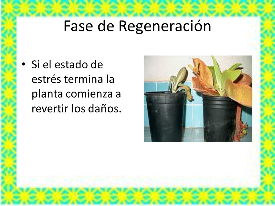 Fase de Regeneración Si el estado de estrés termina la planta comienza a revertir los daños.