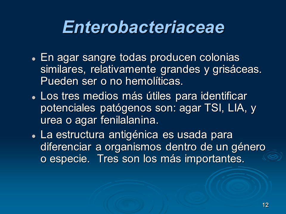 Enterobacteriaceae En agar sangre todas producen colonias similares, relativamente grandes y grisáceas. Pueden ser o no hemolíticas.