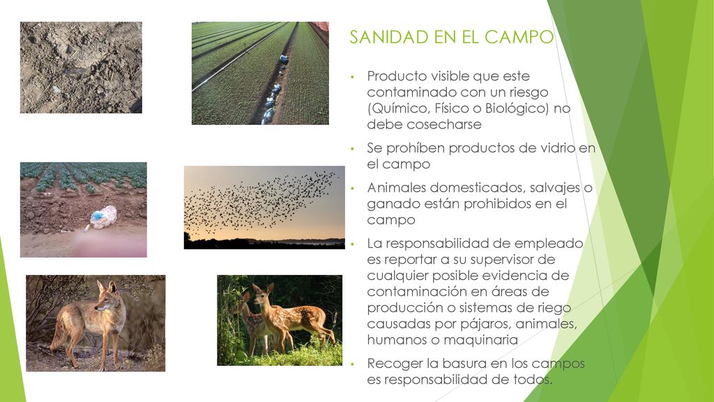 SANIDAD EN EL CAMPO Producto visible que este contaminado con un riesgo (Químico, Físico o Biológico) no debe cosecharse.