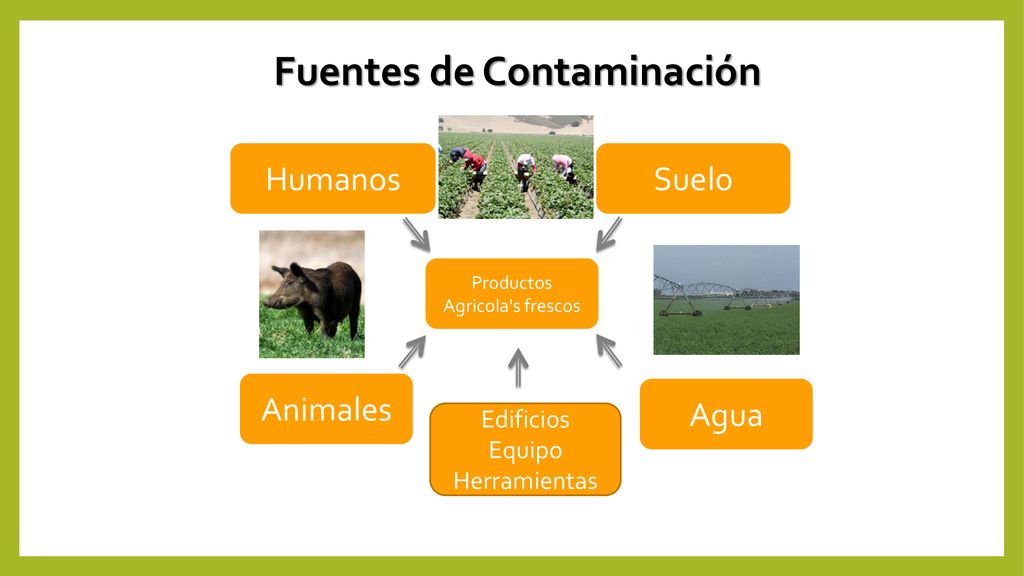 Productos Agricola s frescos