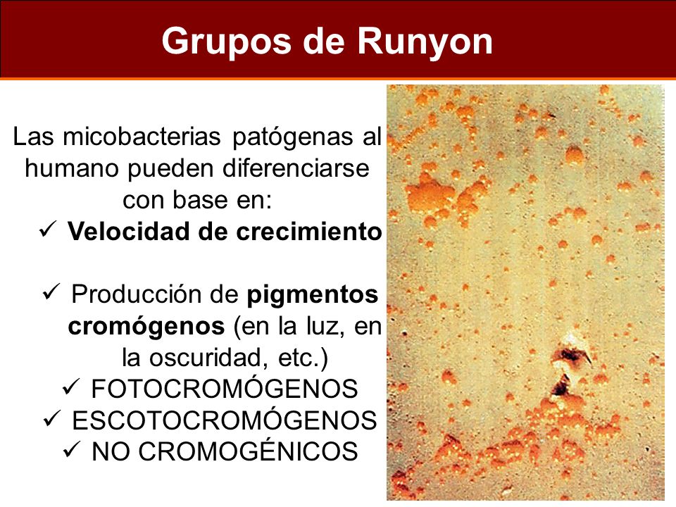 Grupos de Runyon Las micobacterias patógenas al humano pueden diferenciarse con base en: Velocidad de crecimiento.